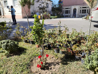 “Yaşıl dünya naminə həmrəylik ili” ilə əlaqədar gül kolları əkildi