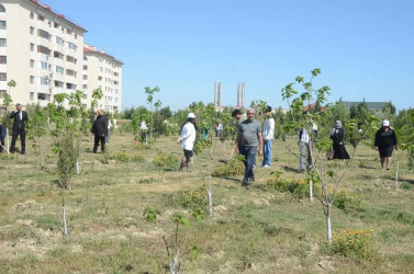 Ulu Öndər Heydər Əliyevin doğum günü münasibətilə iməcilik təşkil olundu, ağac və gül kolları əkildi
