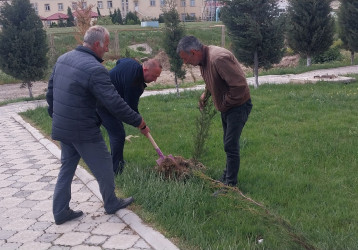 Ulu Öndər Heydər Əliyevin 103-cü il dönümünə həsr olunmuş ağacəkmə aksiyası təşkil olundu