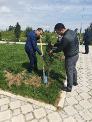 Ulu Öndər Heydər Əliyevin anadan olmasının 103-cü il dönümünə həsr olunmuş ağacəkmə aksiyası təşkil olundu