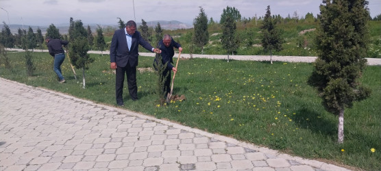 Ulu Öndər Heydər Əliyevin anadan olmasının 103-cü il dönümünə həsr olunmuş ağacəkmə aksiyası təşkil olundu