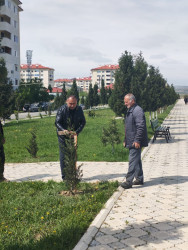 Ulu Öndər Heydər Əliyevin anadan olmasının 103-cü il dönümünə həsr olunmuş ağacəkmə aksiyası təşkil olundu